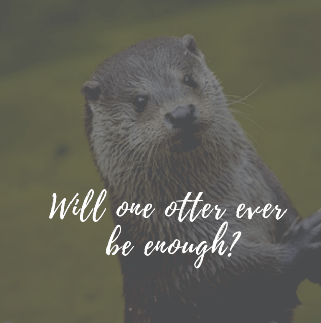 will-one-otter-ever-be-enough_.png